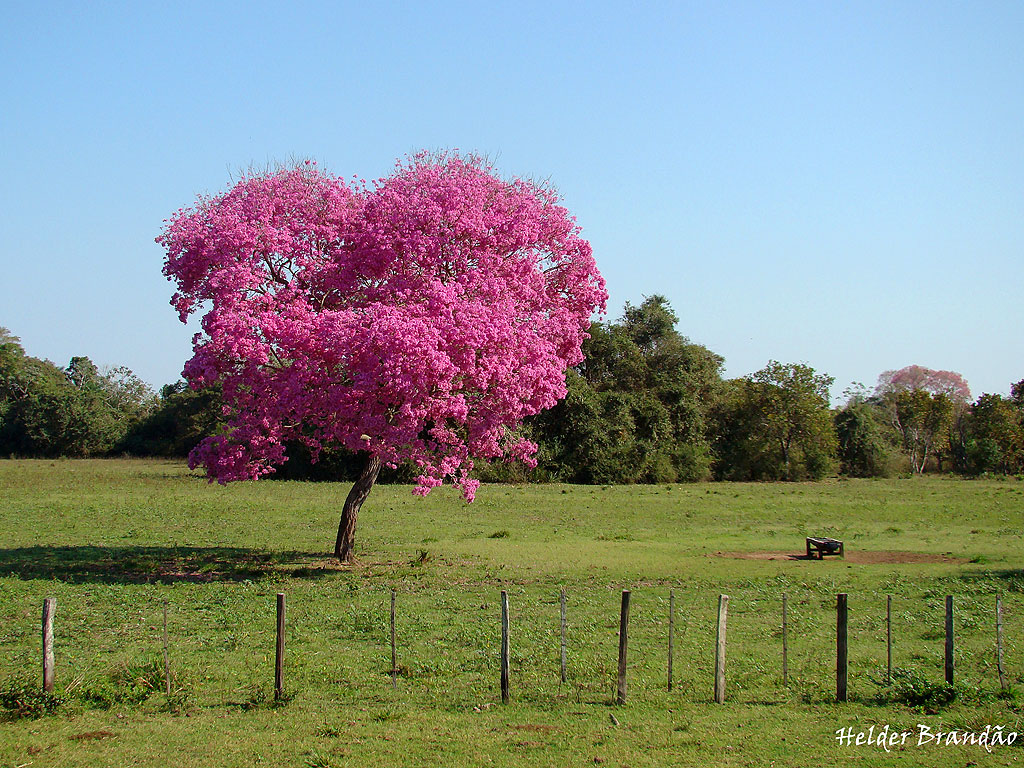 Happiness All Around Us Flowering Trees In India In India The Flowering Season Is December To January After Leaves Are Shed Flower Large Tubular Shaped