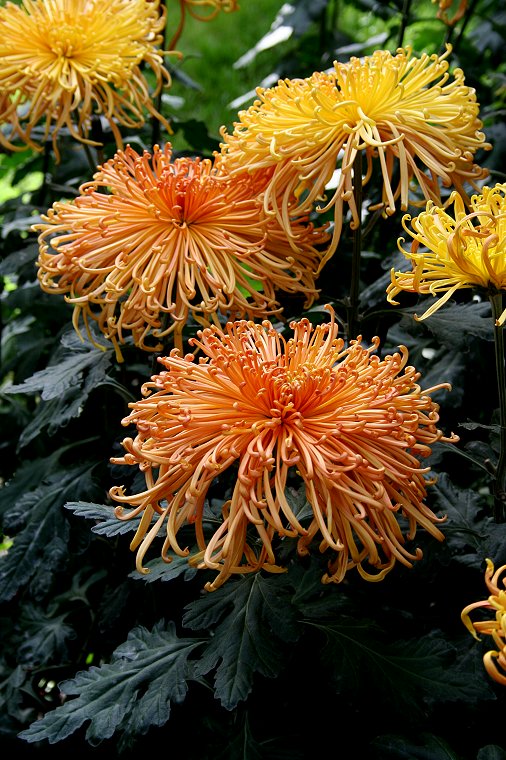 Japanese chrysanthemum, Chrysanthemums and The japanese on