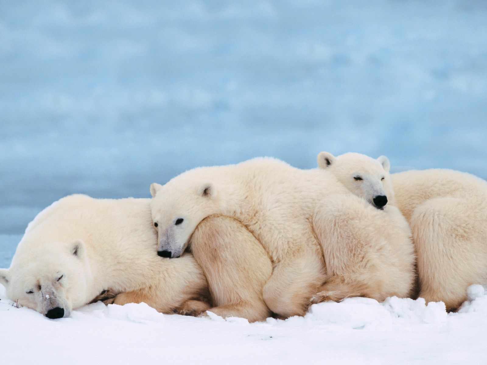 ... DISEÑO Y FOTOGRAFIA: osos,osos polares,wallpapers hd,fondos,bear