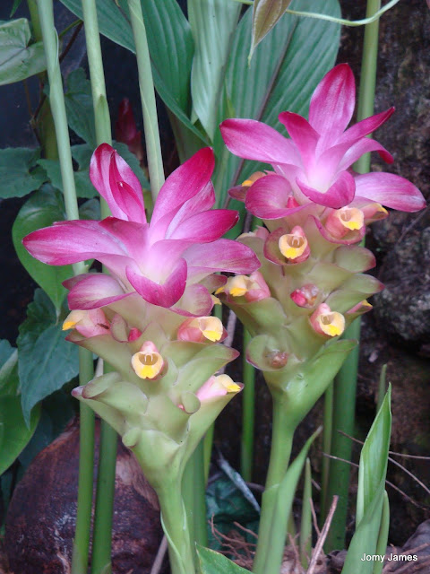 Arrowroot Flower