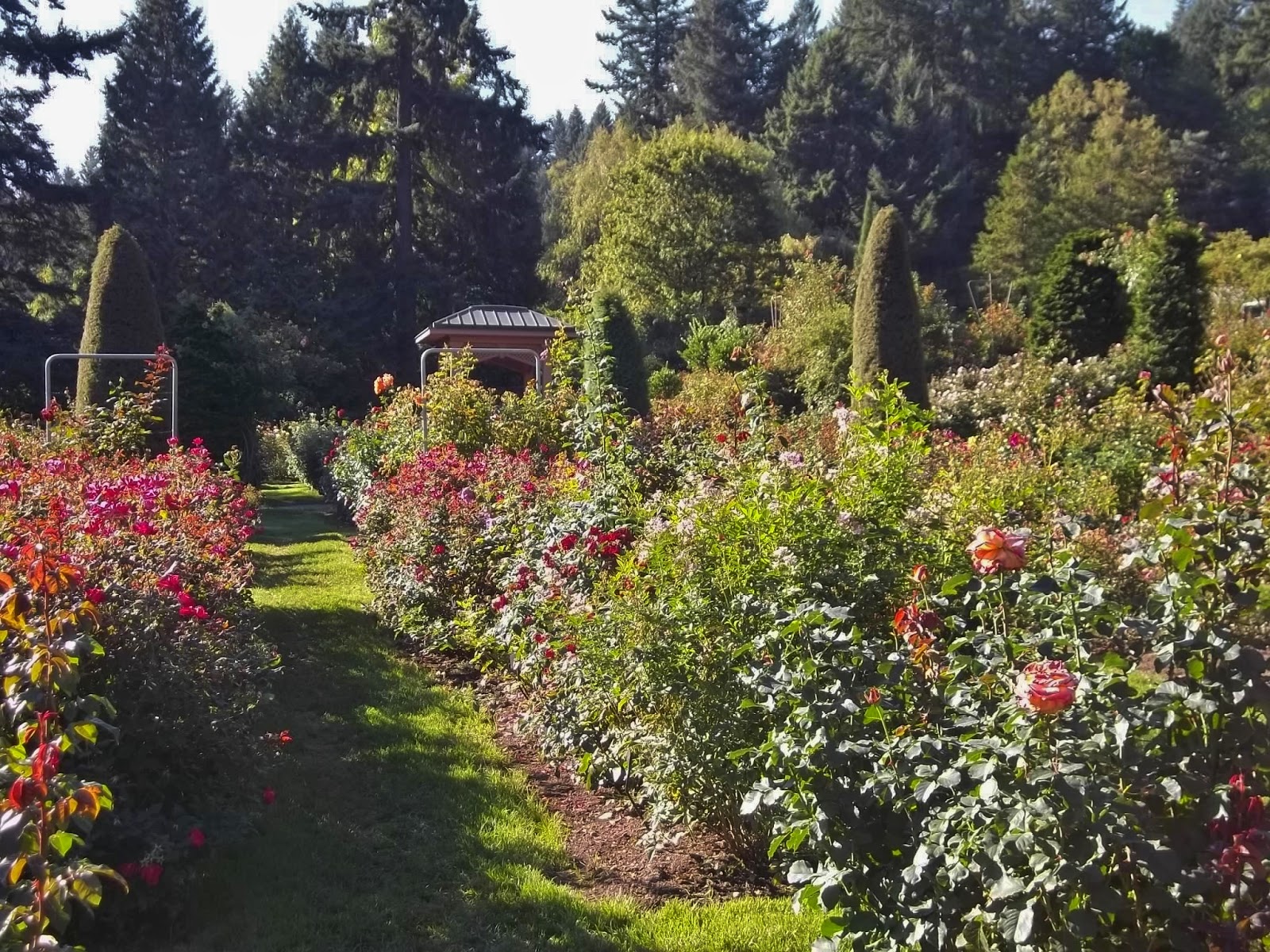 Urban Landscape Native Landscape Portland International Rose