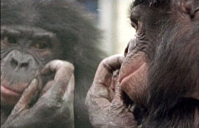 bonobo, uma das espécies não-humanas que se reconhecem no espelho