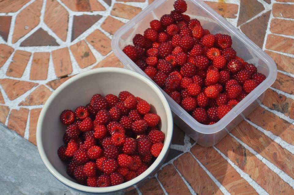 The Crafty French Housewife Wineberry Jam Recipe!!