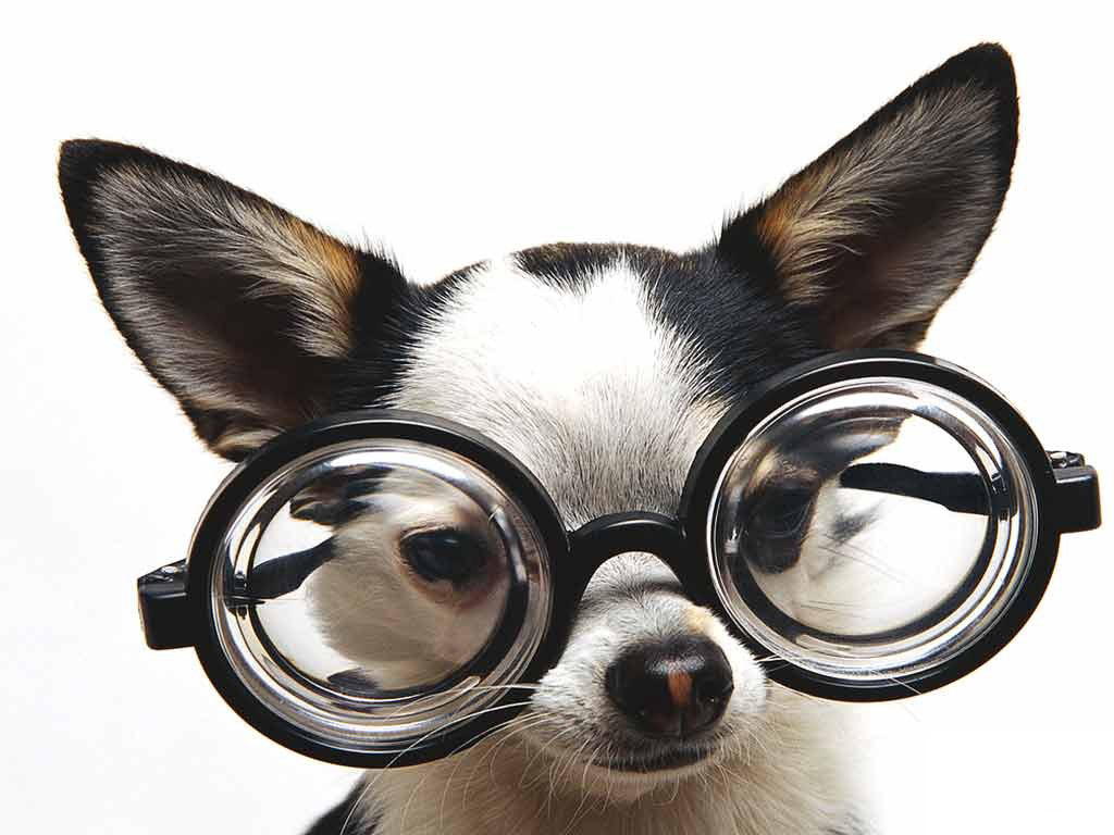 http://4.bp.blogspot.com/-Z6mgj1R1a4g/T6Oe5eDfjII/AAAAAAAAAbI/6hwoHZe-8JM/s1600/cute-puppy12.jpg