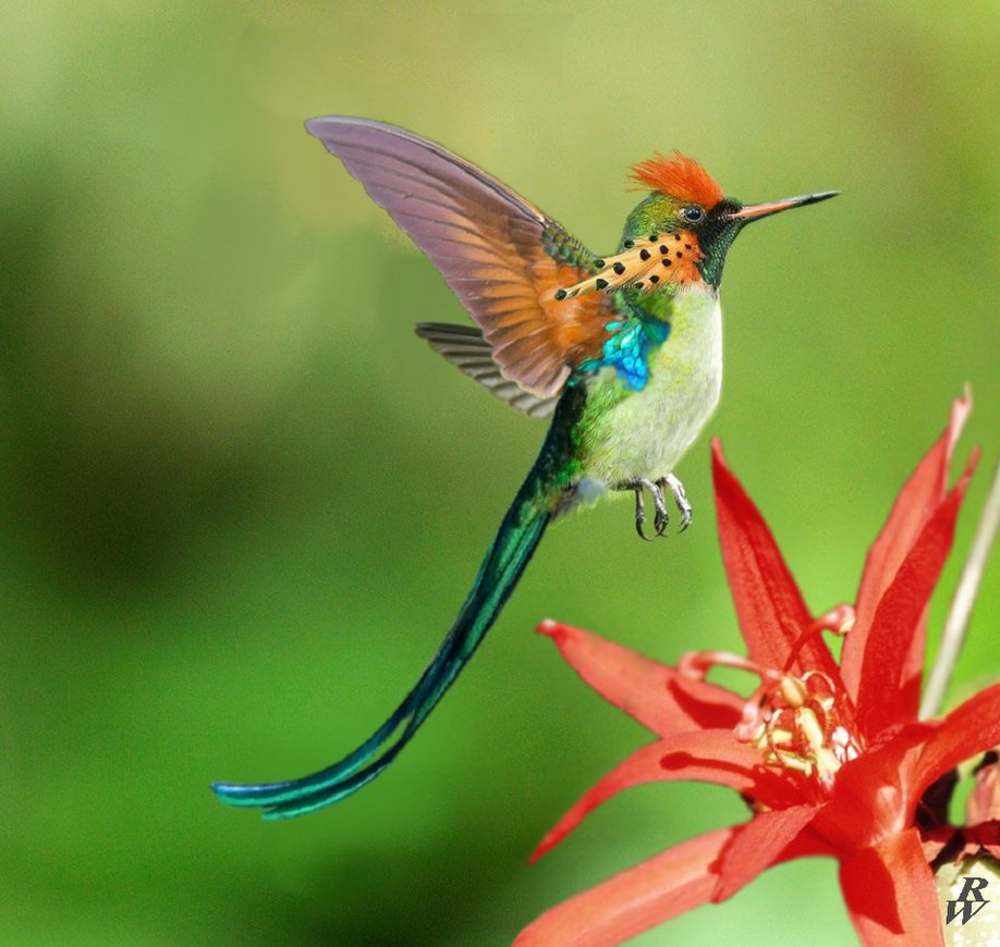 [Image: tufted_long_tailed_hummingbird_by_dwarf4r-d5ipomv.png]