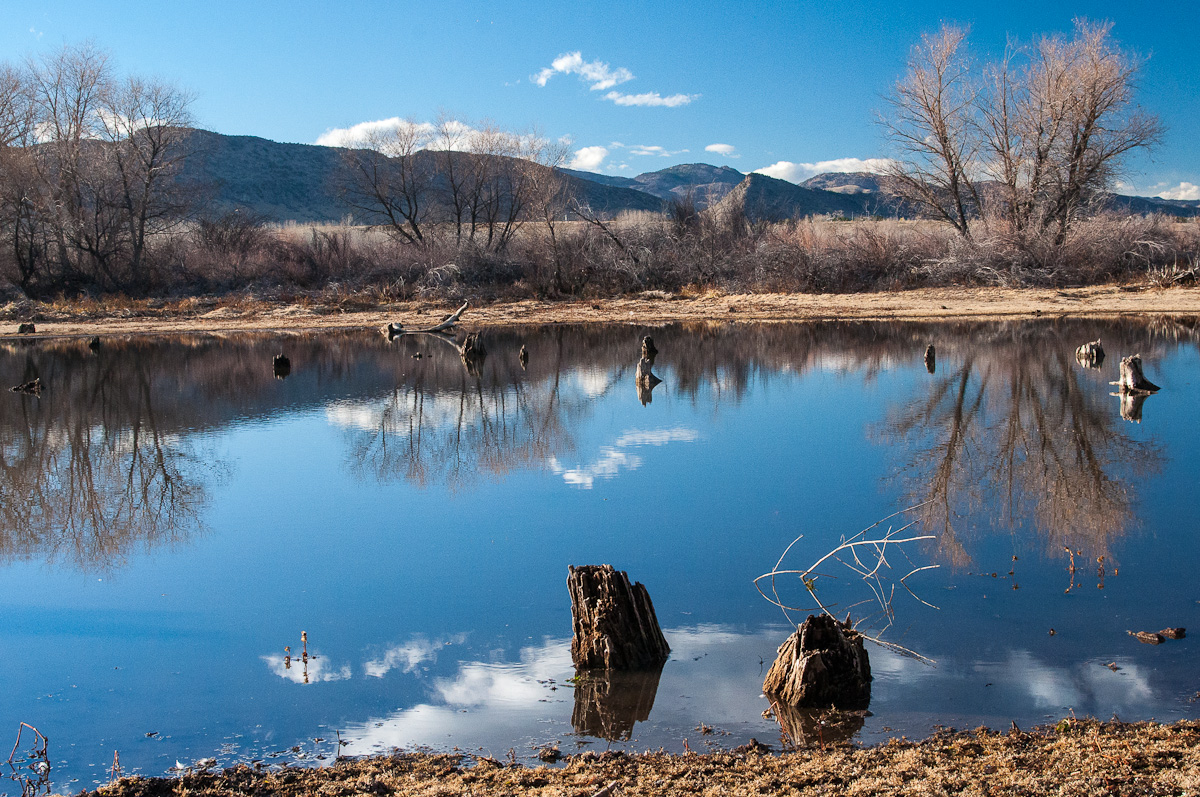 A Tree Falling Chatfield State Park November 2012