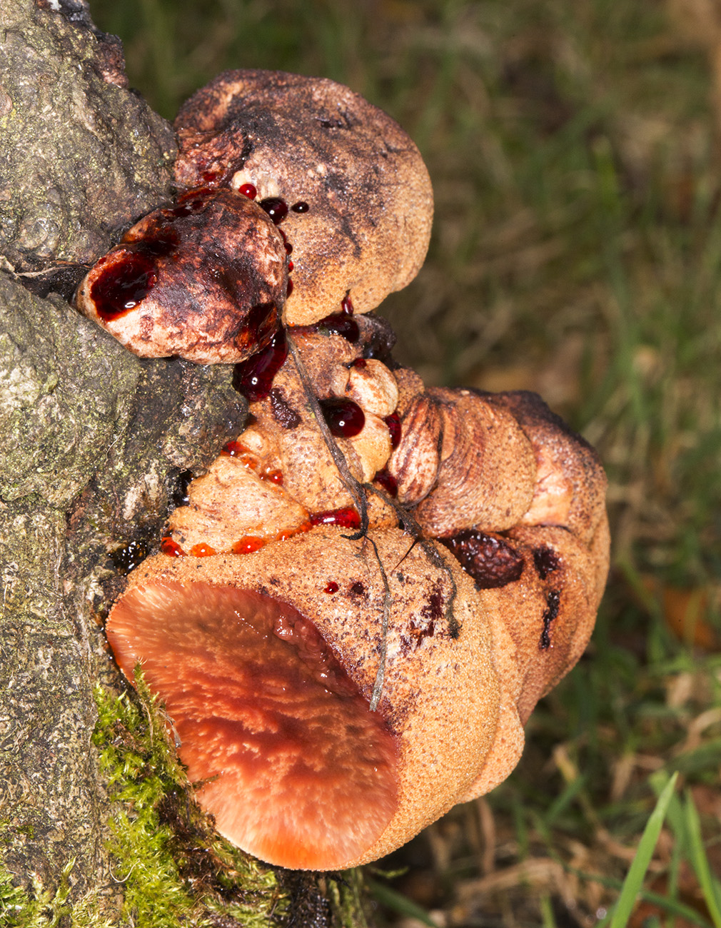 Beefsteak Fungus, Fistulina hepatica, on Oak. The Knoll, Hayes, 26 September 2014. Beefsteak Fungus, Fistulina hepatica, on Oak. The Knoll, Hayes, 26 September 2014.