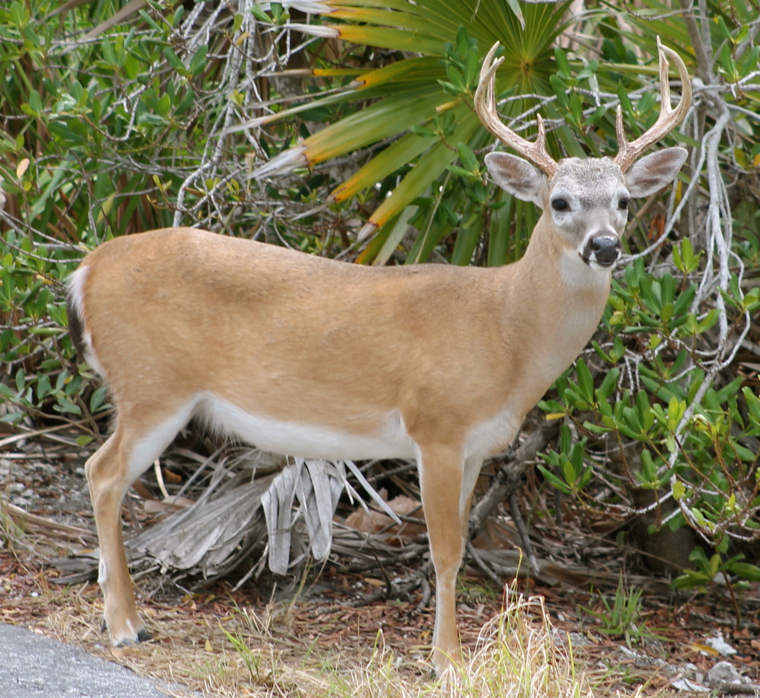 Ty and Ida On the Road The Florida Keys