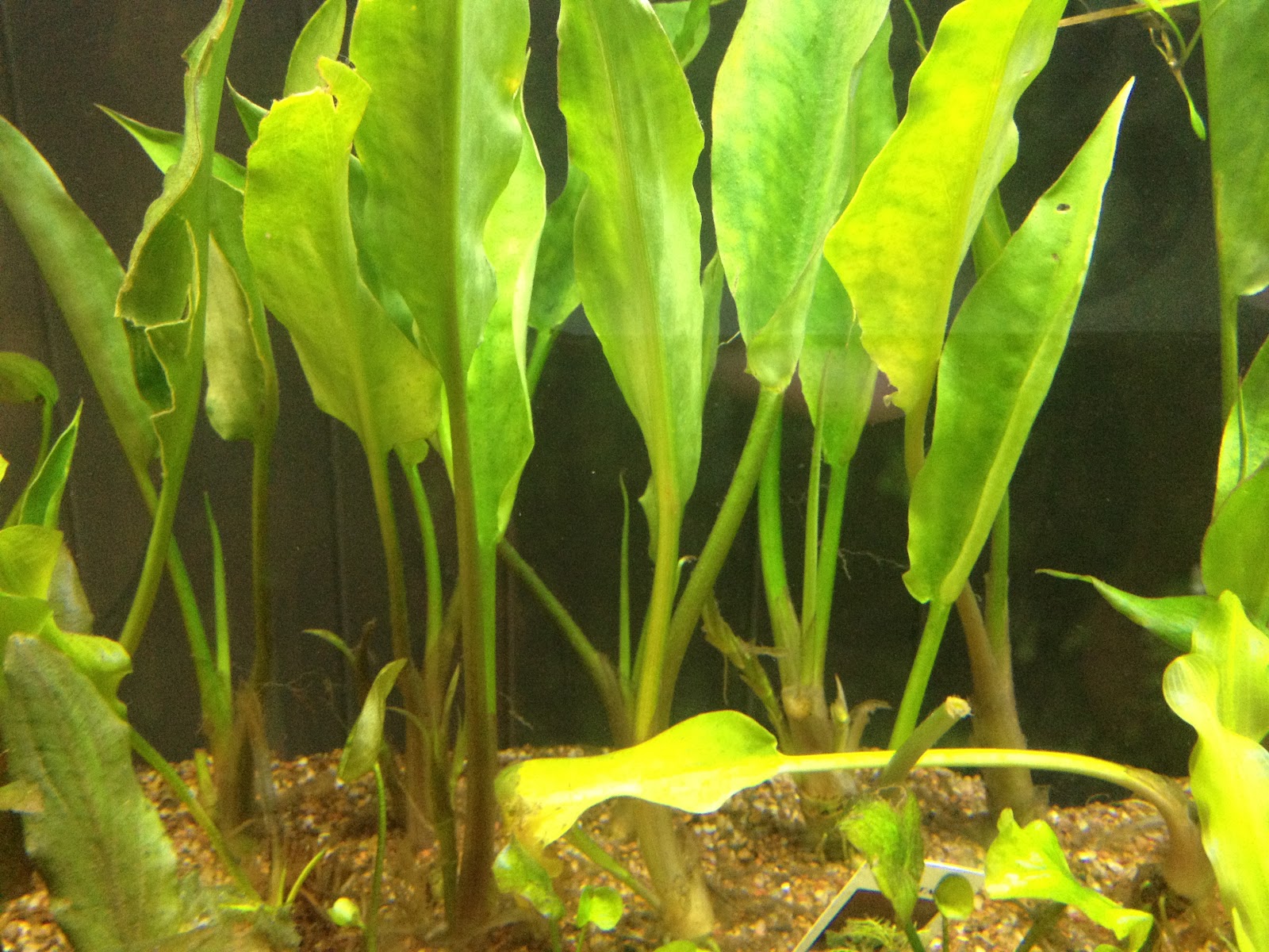 Crypt Ciliata