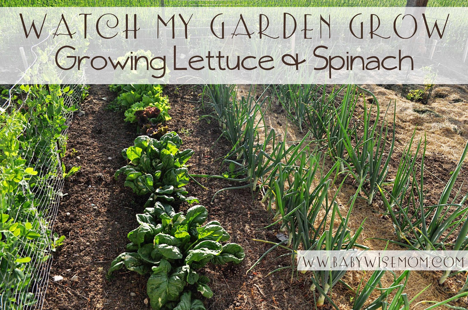 Growing Spinach And Lettuce Watch My Garden Grow Babywise Mom