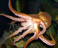 pacific-octopus Wallpapers