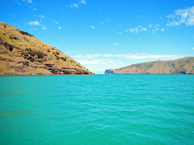 Akaroa Harbour Nature Cruise - Black Cat Cruises