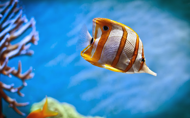 Copperband Butterfly Fish Wallpaper Copperband Butterfly Fish Wallpaper