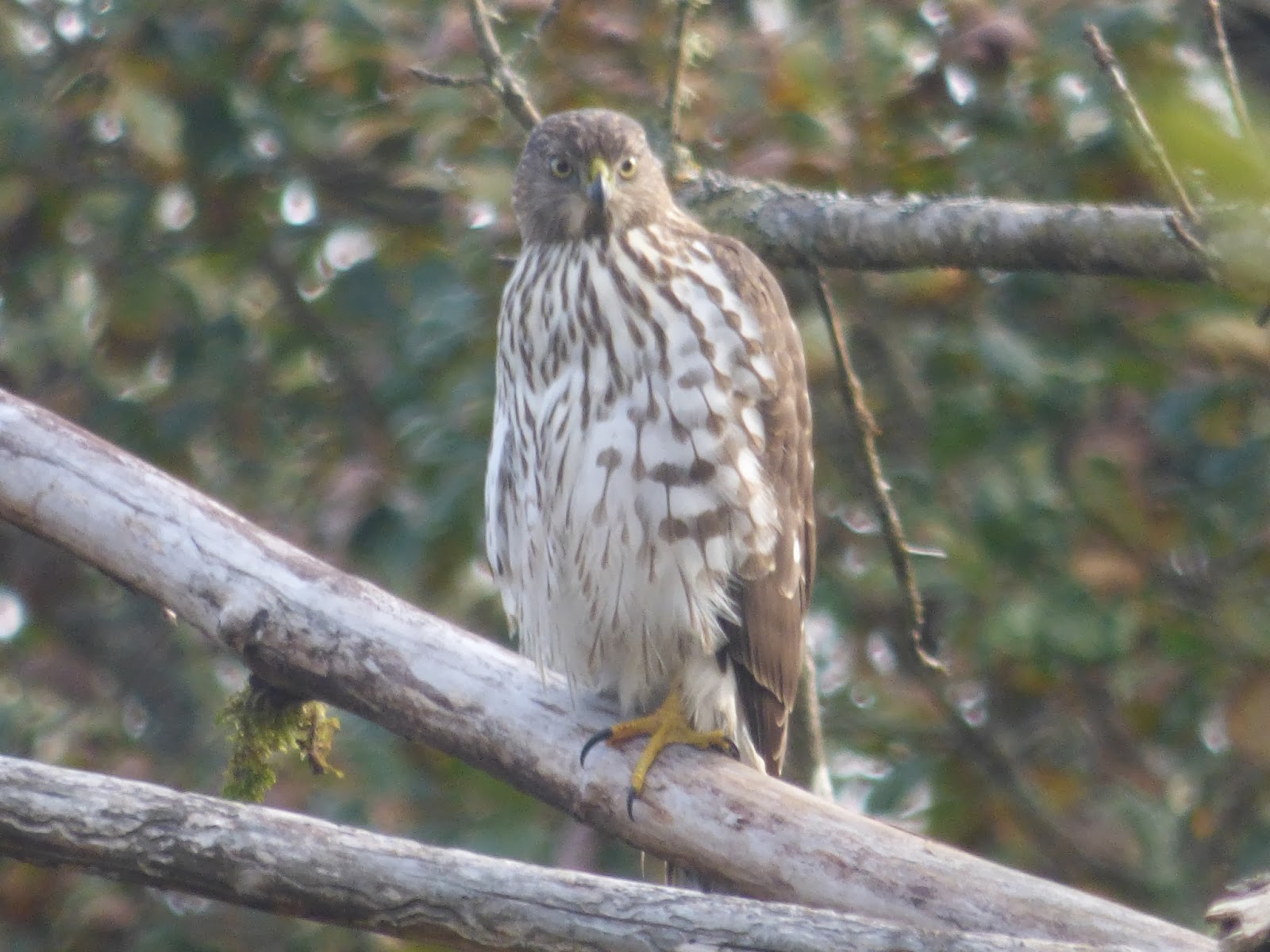 Birds Juvenile Cooper's Hawk