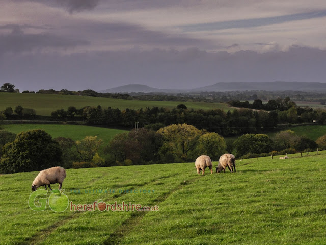 Herefordshire Pictures Herefordshire Pictures
