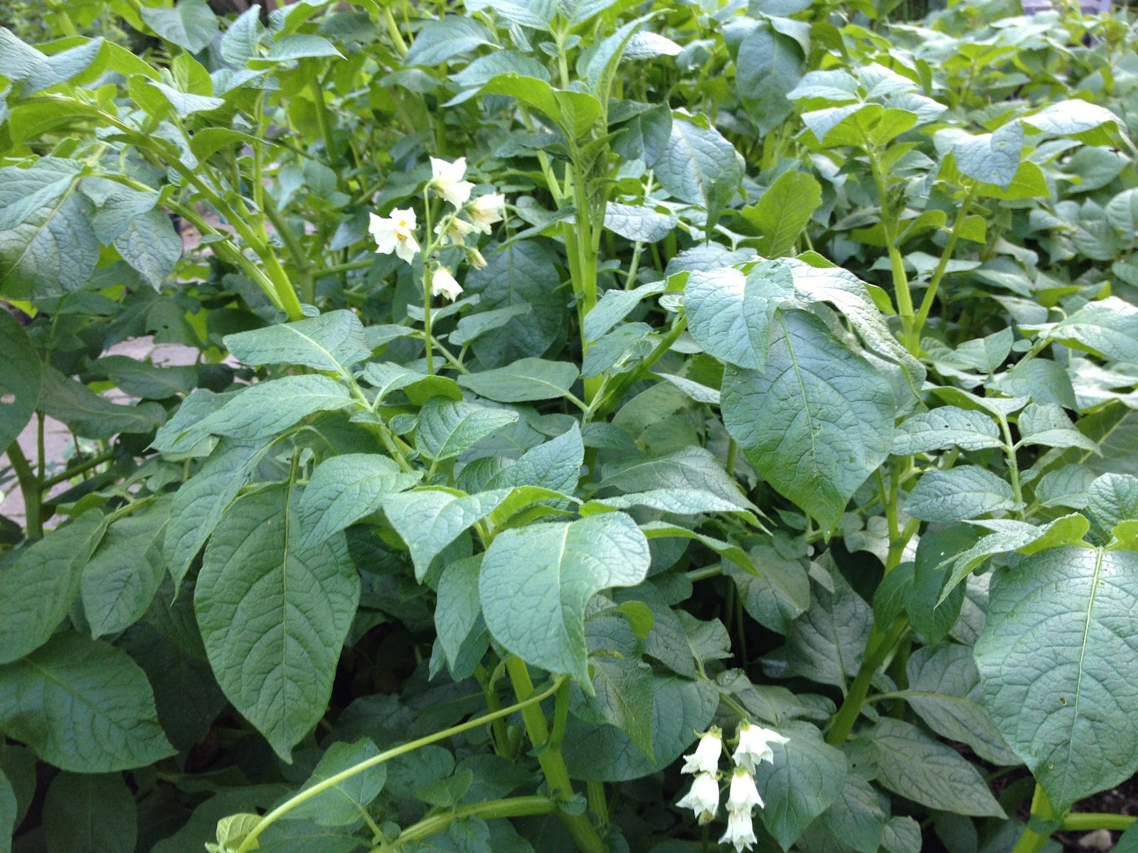Plants Of Lahore Variegated Pittosporum Easy Care Delight To Sight
