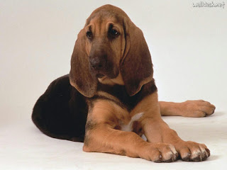 Baby Bloodhound