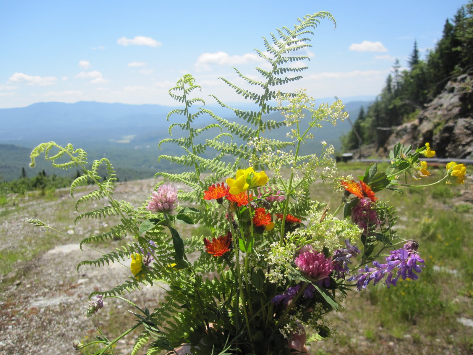 a generous pour vermont wildflowers