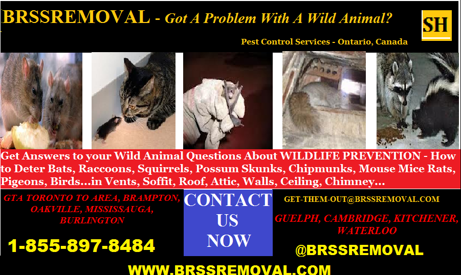Got Animal Problems See What Wild Animal Removal Services We Offer In Your City in Ontario, Canada