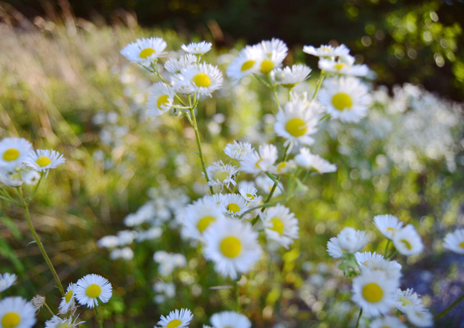 Daisy Fleabane in July Daisy Fleabane in July
