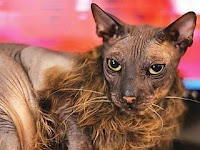 OS GATOS MAIS ESTRANHOS OS GATOS MAIS ESTRANHOS