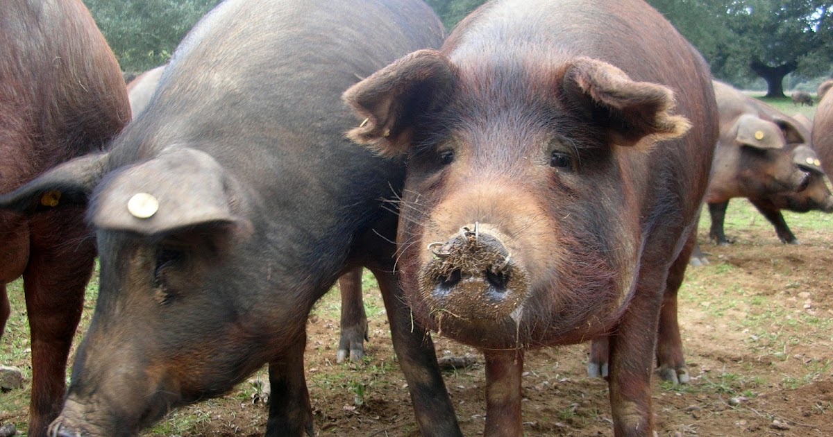 BLOG DE ACADEMIA BERCEO SALAMANCA, spanish courses in Spain Spanish