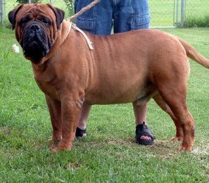 Man walking with his Mastiff dog image
