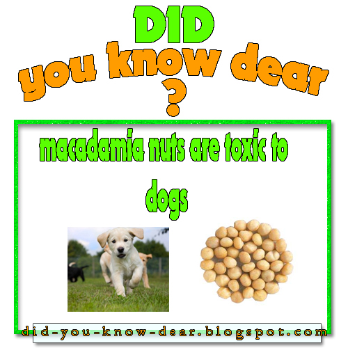 macadamia nuts are toxic to dogs Did you know
