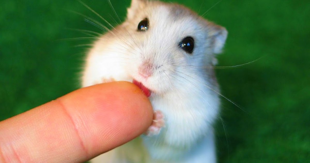 Rodent Pets Types Small Exotic pets Rodent Definition Taming Hamsters