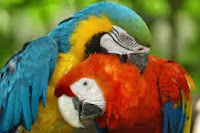 Love Birds Parrots