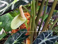 Alocasia amazonica (flor)