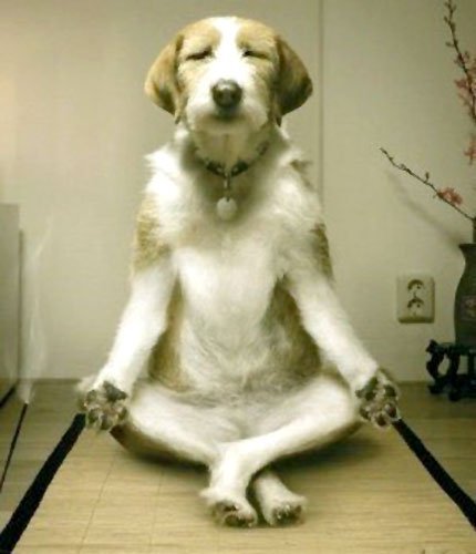 Funny%2BMeditating%2BDog.jpg