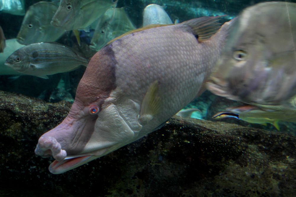 World Record Hogfish Page 2 The Hull Truth Boating and Fishing Forum