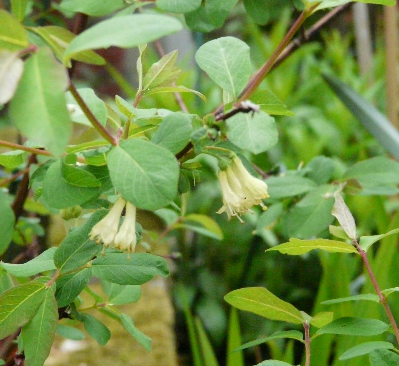 Yorkshire Buddings A Taste Of Honey