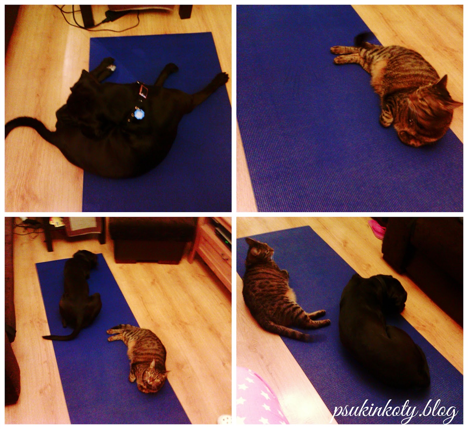 occupy the yoga mat