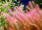 ROTALA WALICHI RED