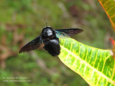 Big Black Bumble Bee