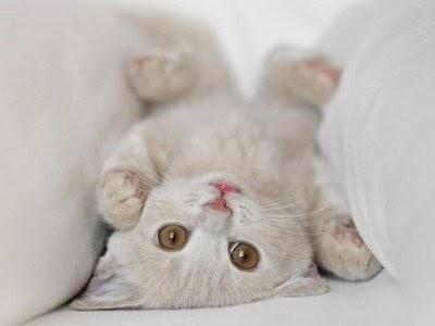 gato