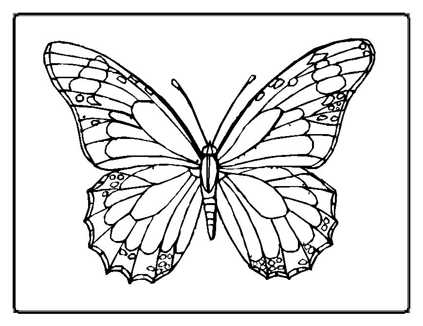 free coloring pages of flowers and butterflies. free coloring pages of