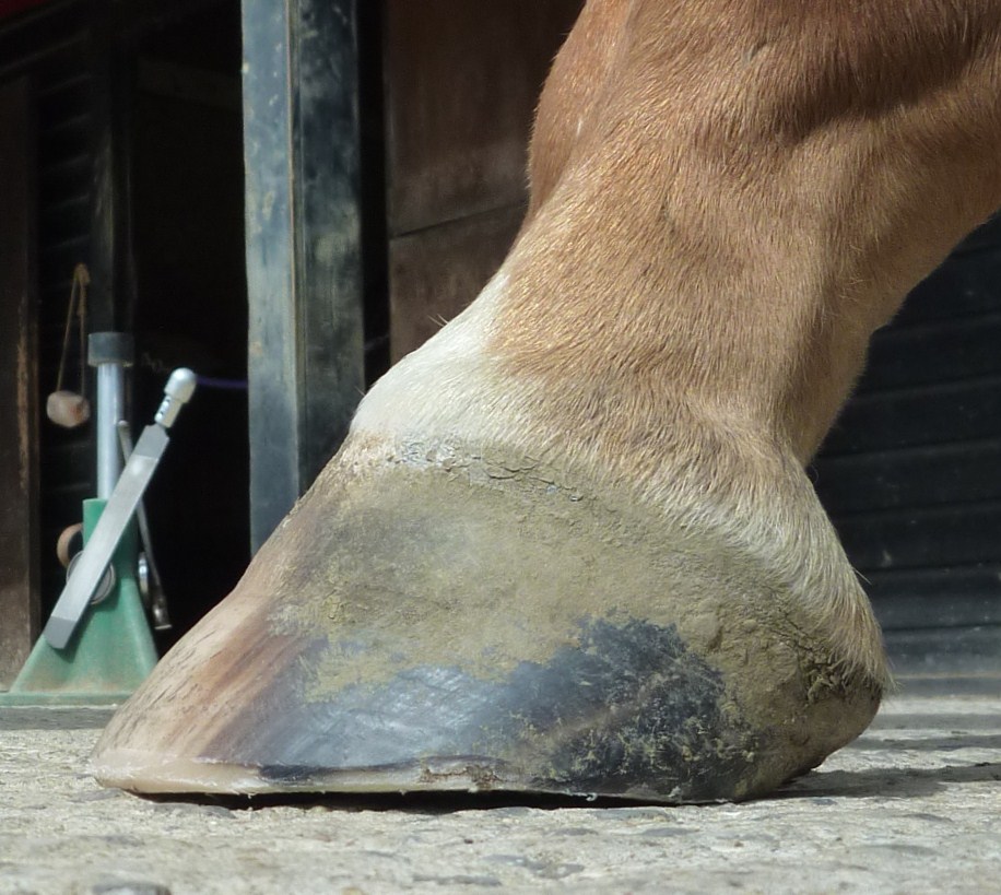 Barefoot Horse Blog Thoroughbreds can't go barefoot they have