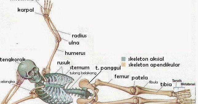 Susunan Rangka Manusia Struktur Organ Manusia dan