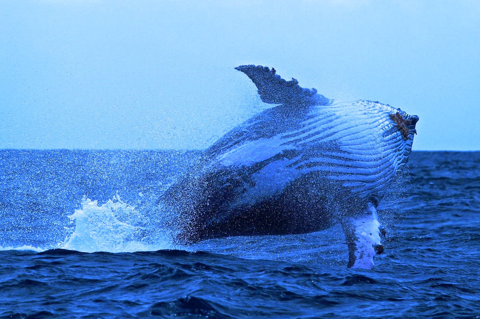 Nouvelle aventure à Mayotte: Safari Baleine