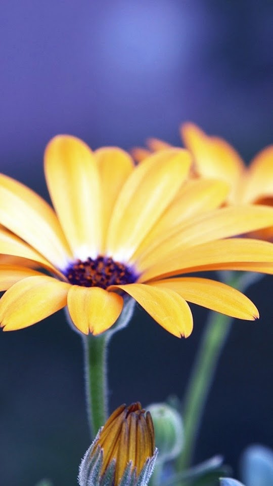Rubdeckia Yellow Flower Close Up Macro  Galaxy Note HD Wallpaper