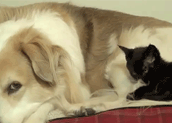 Funny animal gifs - part 77 (10 gifs), kitten snuggling with dog gif