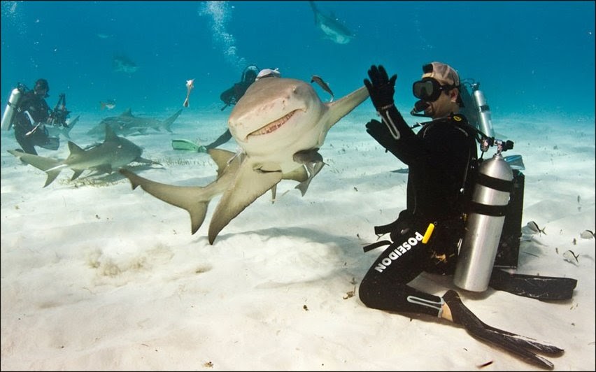Suburban spaceman A Lemon Shark gives a diver a highfive