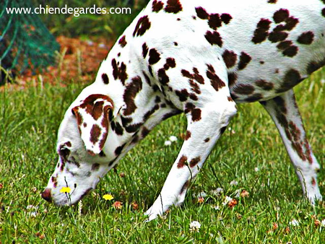 Le Dalmatien chien de garde - chien de garde Le Dalmatien chien de garde - chien de garde