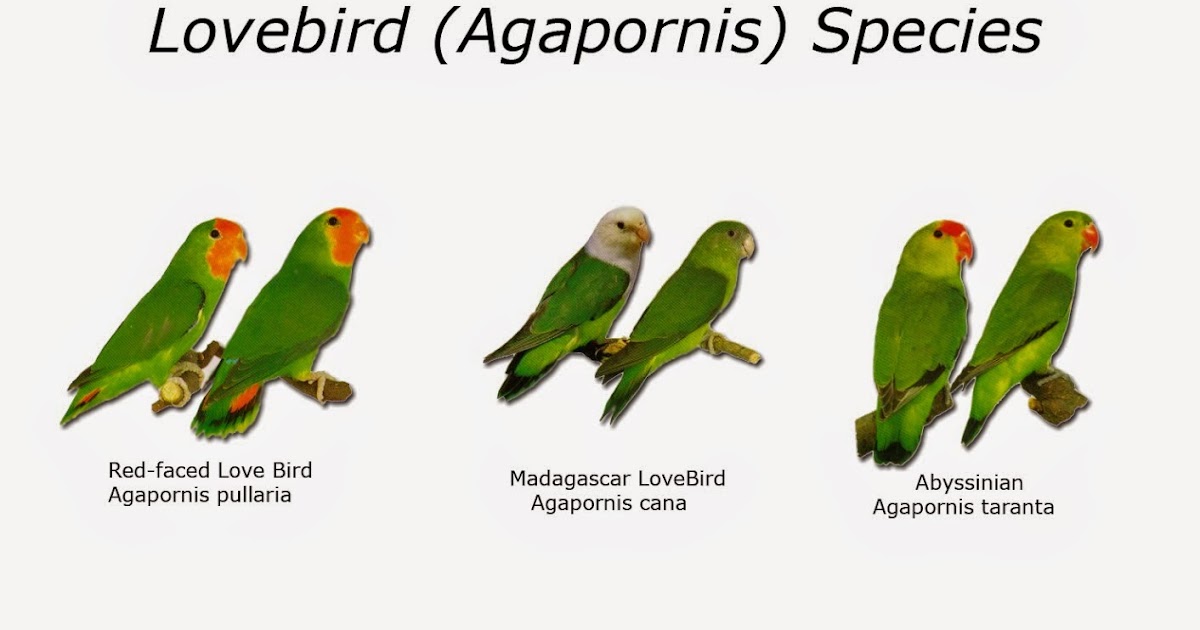 Lovebird Species Chart