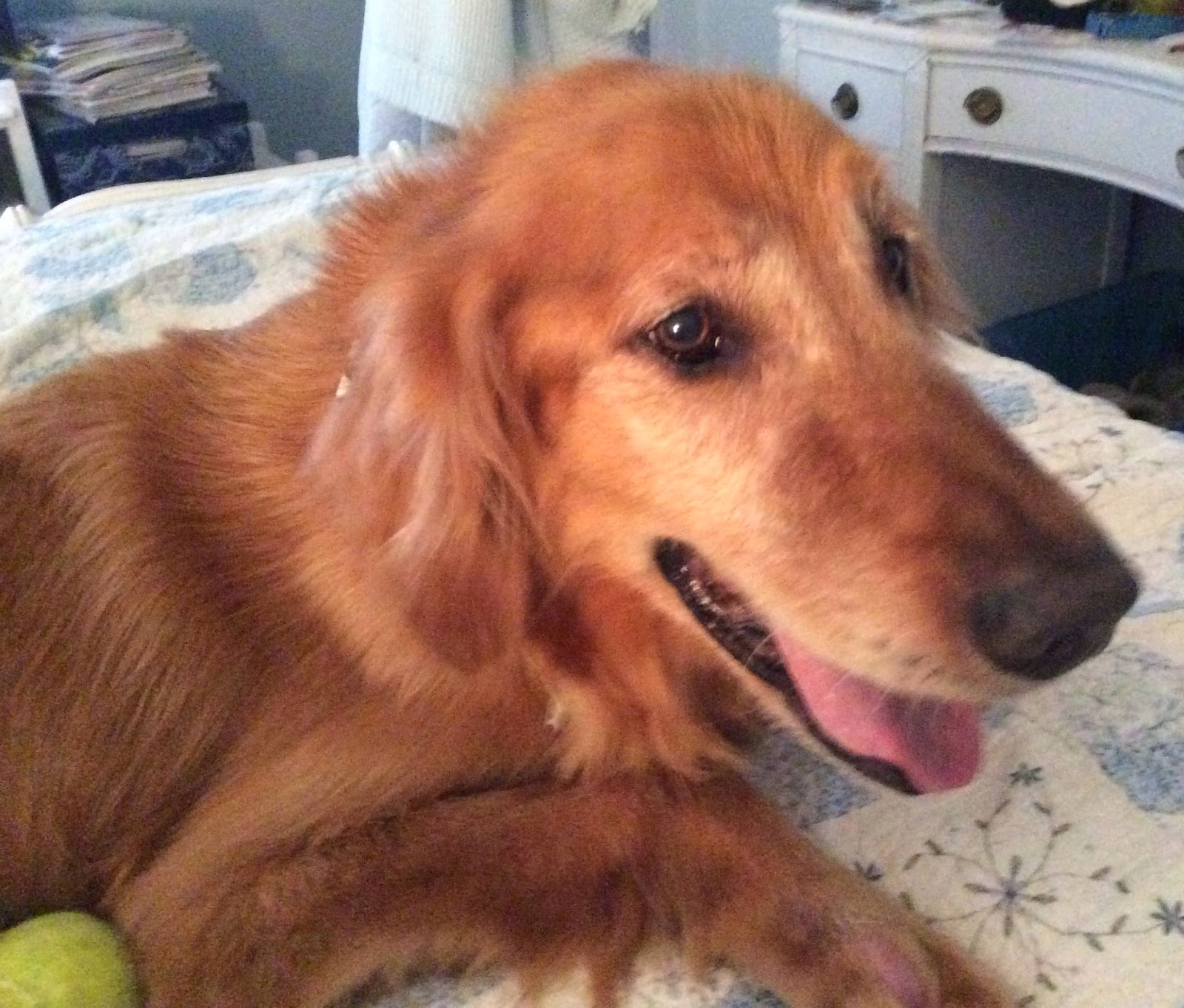 golden retriever club of greater los angeles rescue golden retriever club of greater los angeles rescue in los golden retriever club of greater los angeles rescue golden retriever club of greater los angeles rescue in los
