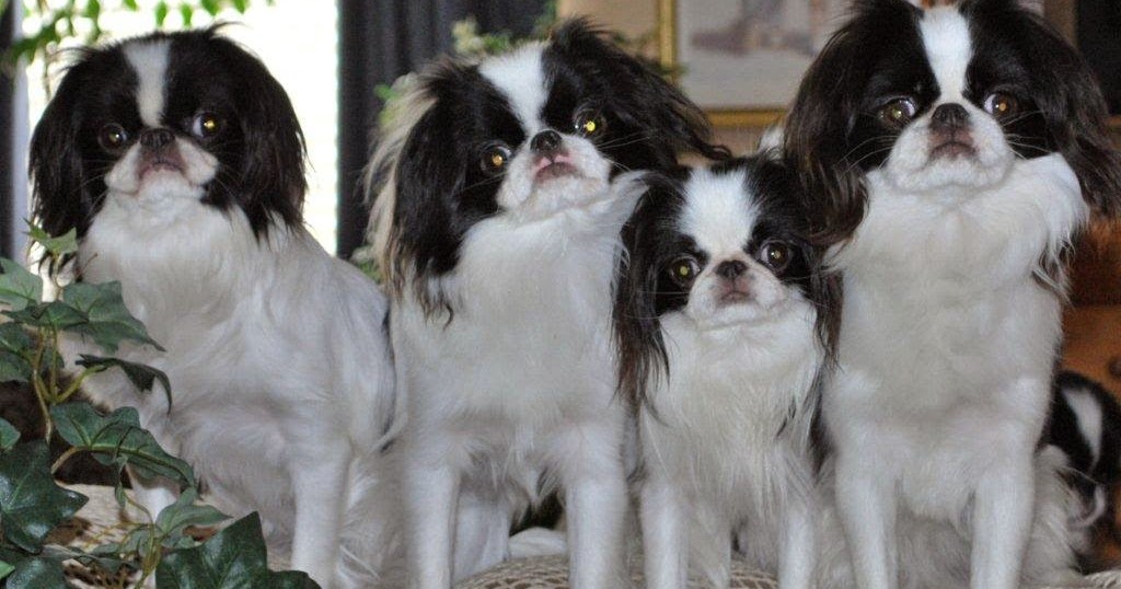 Rules of the Jungle: Japanese chin puppies