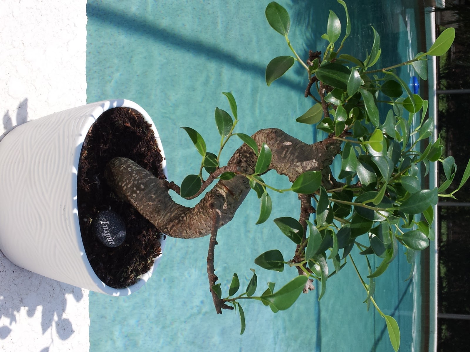 Bonsai Bonanza Bonsai Bonanza